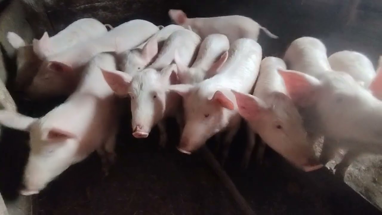 У свиньи уже очень большой живот,скоро опорос.в хозяйстве изменений нет.