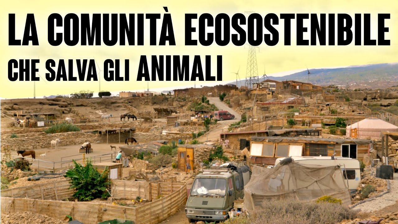 ANIMALI DIMENTICATI a Tenerife | La vita alla Tenerife Horse Rescue