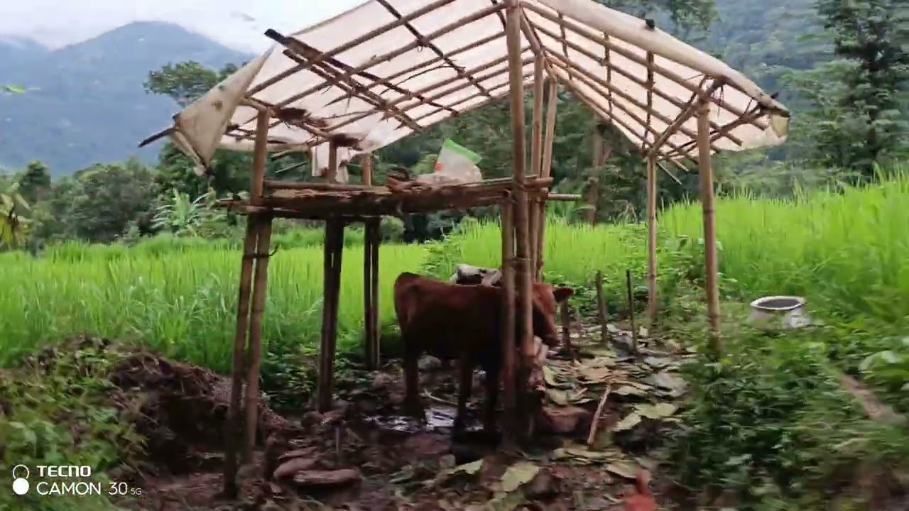 Rural West sikkim paddy field