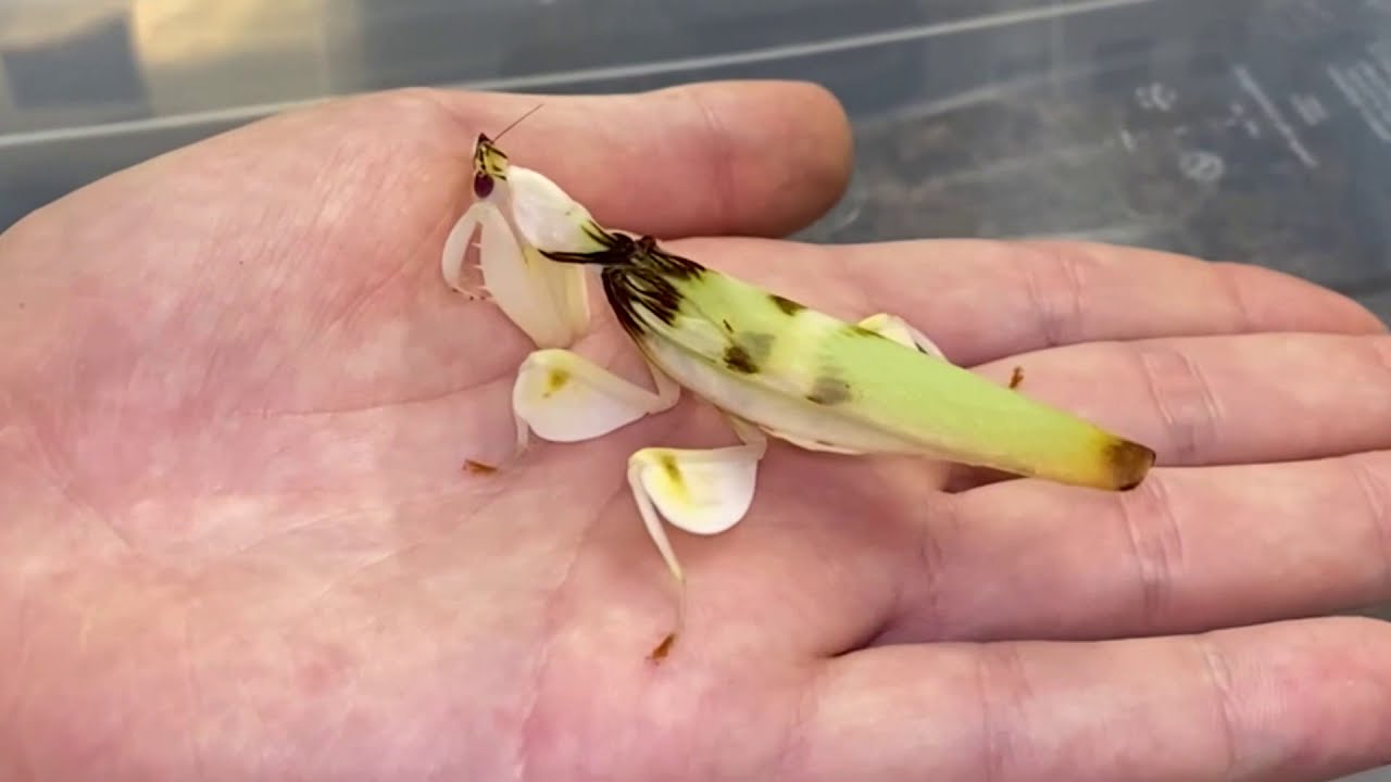 Orchid Mantis Lifecycle