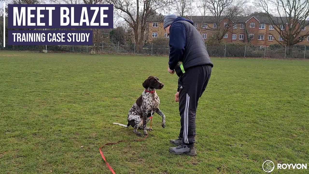 Obedience and recall training for a German Shorthaired Pointer