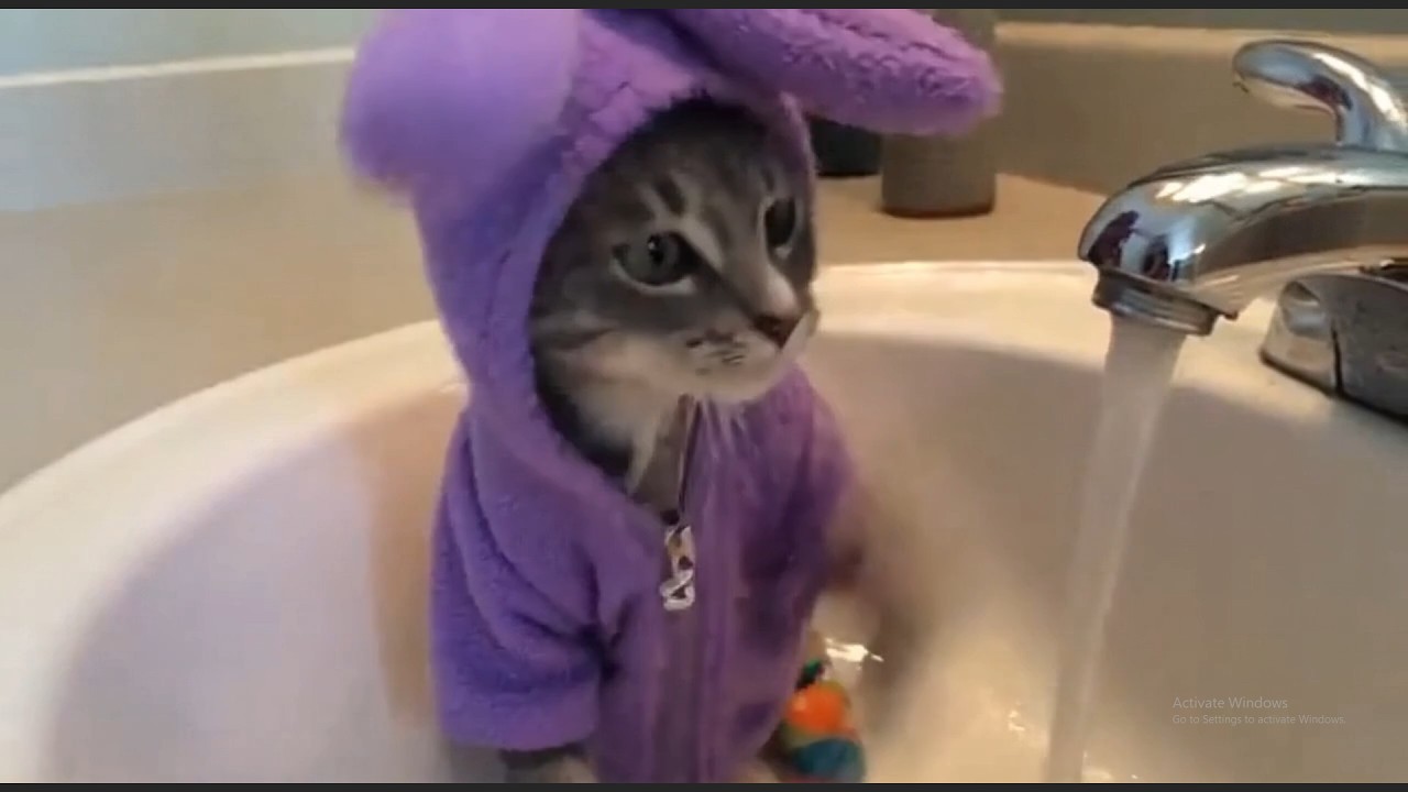 Try Not To Laugh 🤣funny cats video party#1