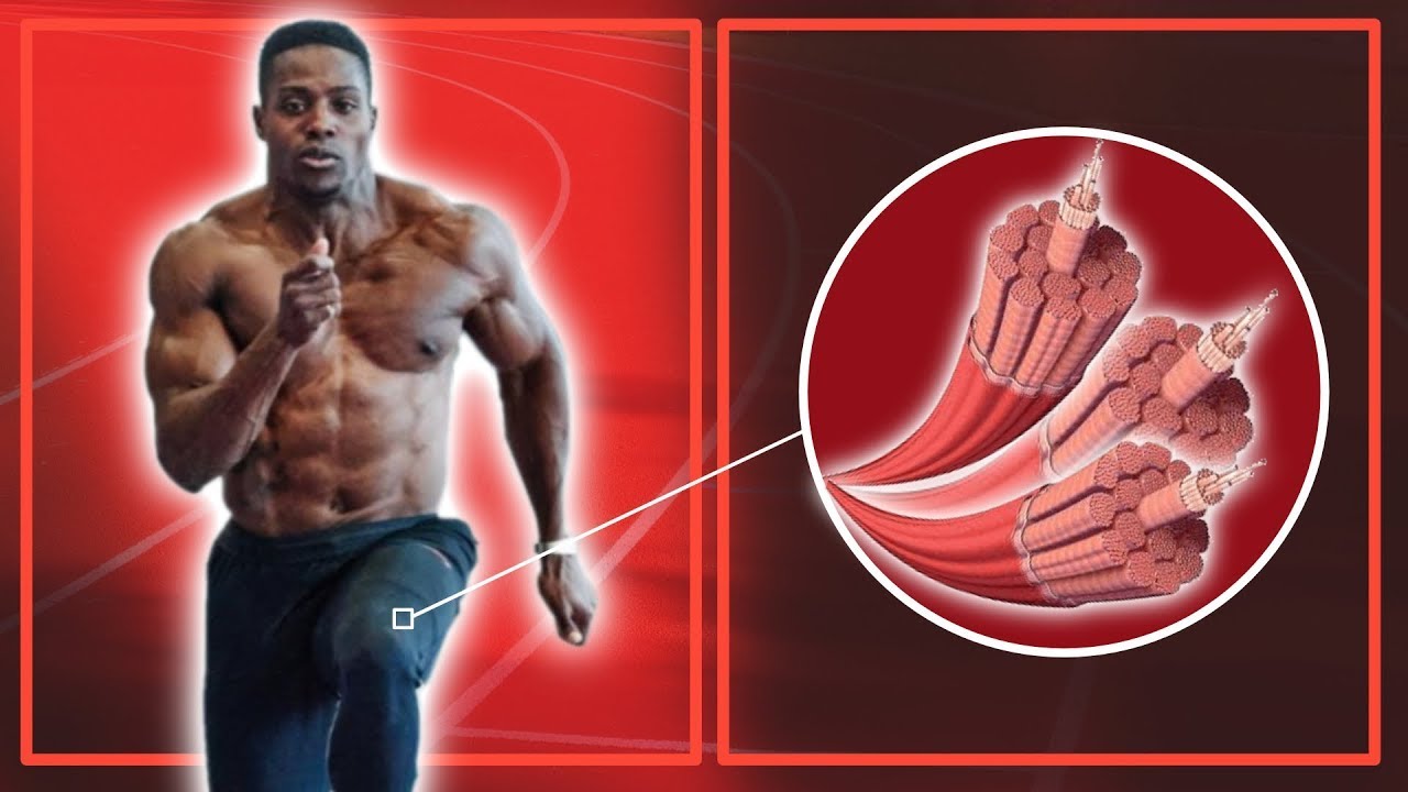 How Much Fast Twitch Fibers Do Elite Sprinters Have?