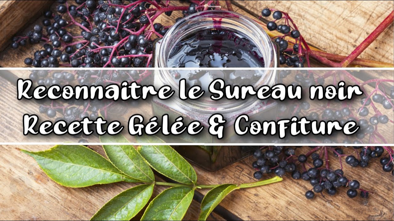 Sauvage comestible : Le sureau Noir Comment le reconnaitre Recette cuisine Gel&eacute;e & Confiture