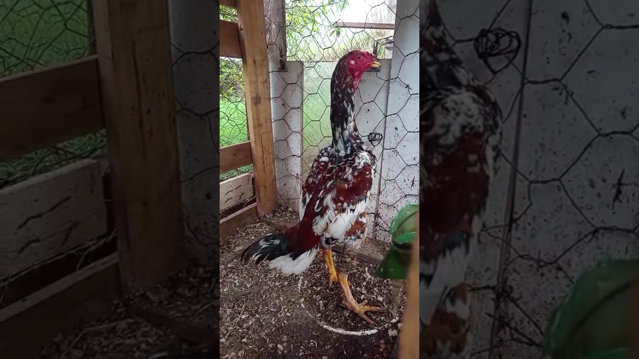 índio exótico frango top demais 💥💥💥🐓