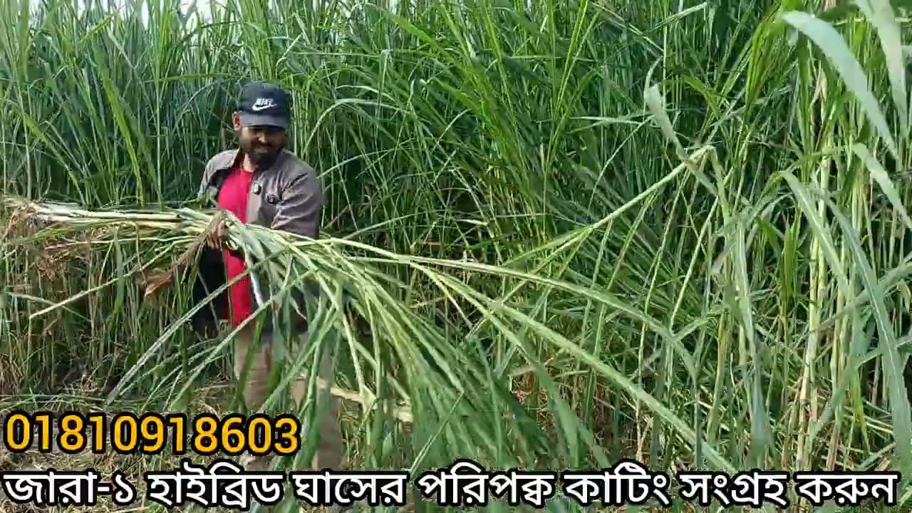 জারা-১ হাইব্রিড ঘাসের পরিপক্ব কাটিং সংগ্রহ করুন।। Zara grass cultivation in Bangladesh. 