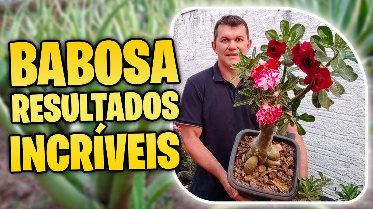 ✅ [BABOSA E BELEZA] Como Deixar Suas Rosas do Deserto Saudáveis e Vibrantes