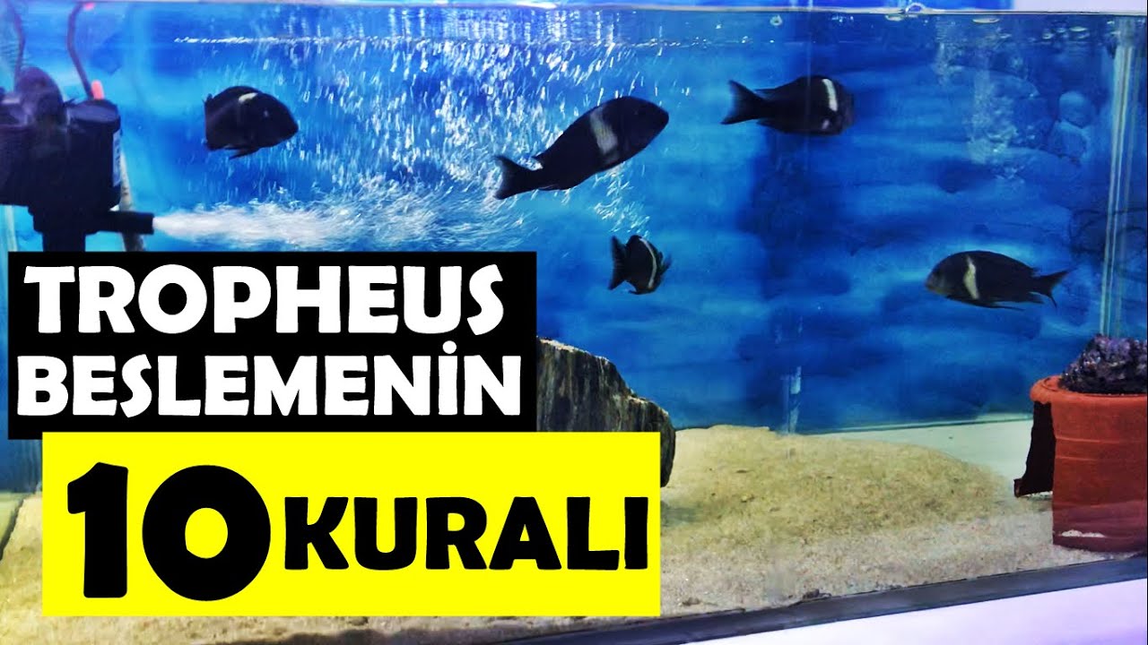 TROPHEUS BESLEMENİN '10' KURALI