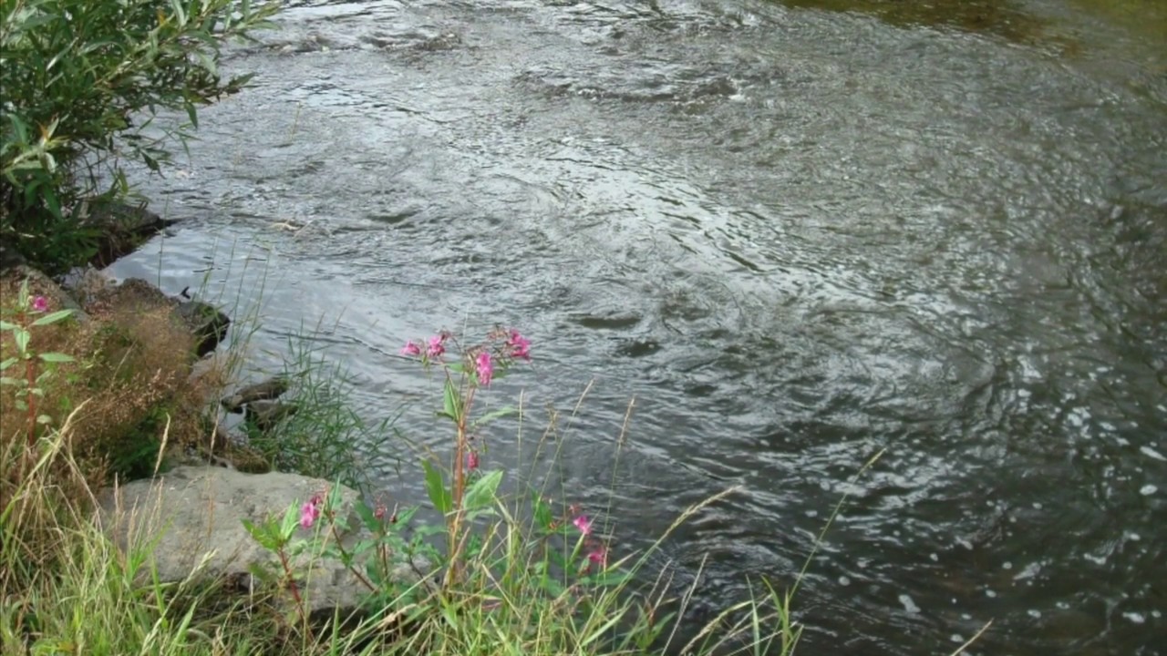 The Woodland Stream, by Edward Elgar