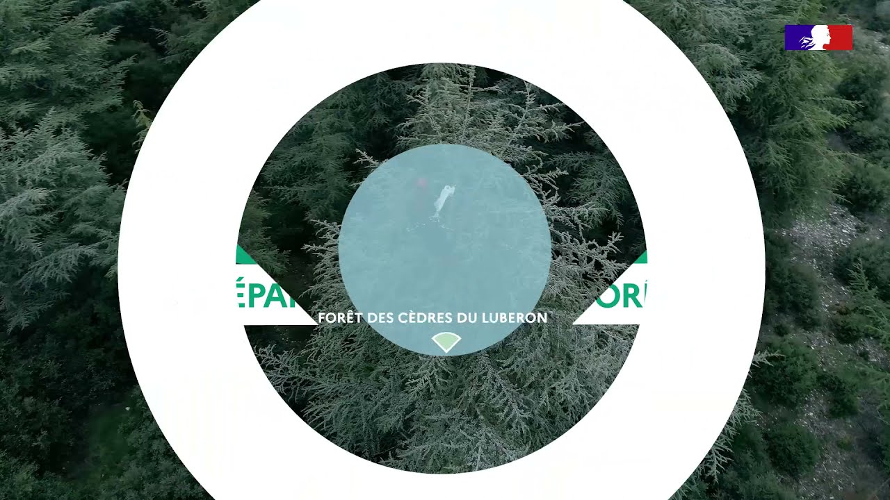 Récolter des graines de cèdre pour préparer l'avenir des forêts