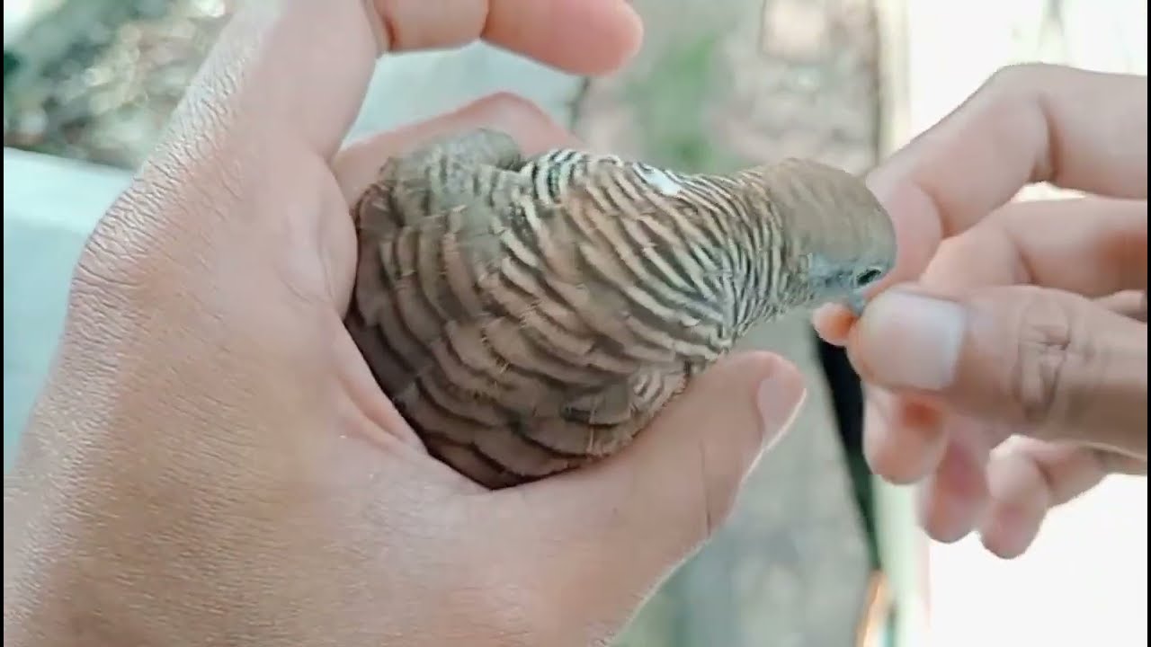 Sepertinya ini Burungnya Yang selama ini di INCAR KOLEKTOR PERKUTUT😱