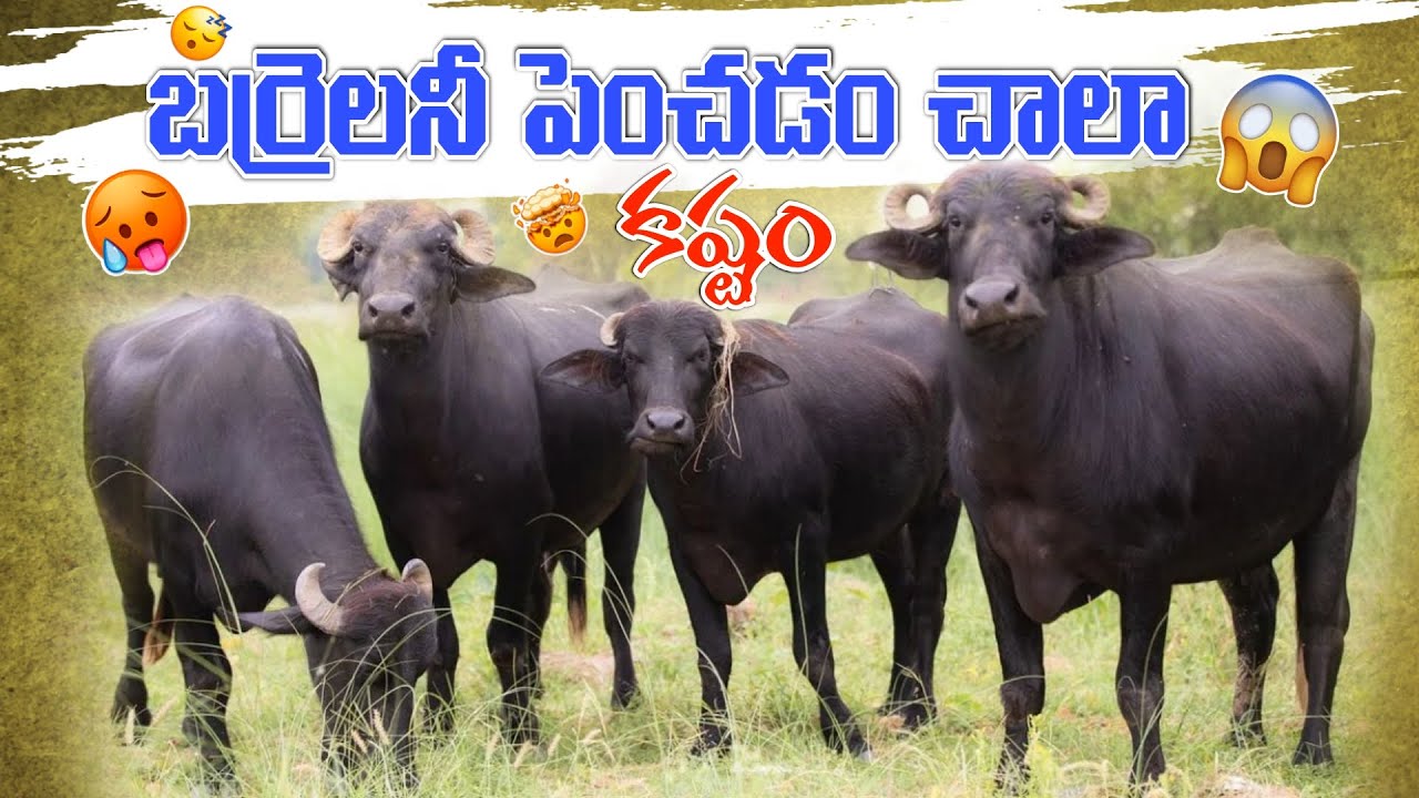 బర్రెలనీ పెంచడం చాలా కష్టం🐃🤯|village life style#buffalo#farming#buffalobills#buffalofarming#trending