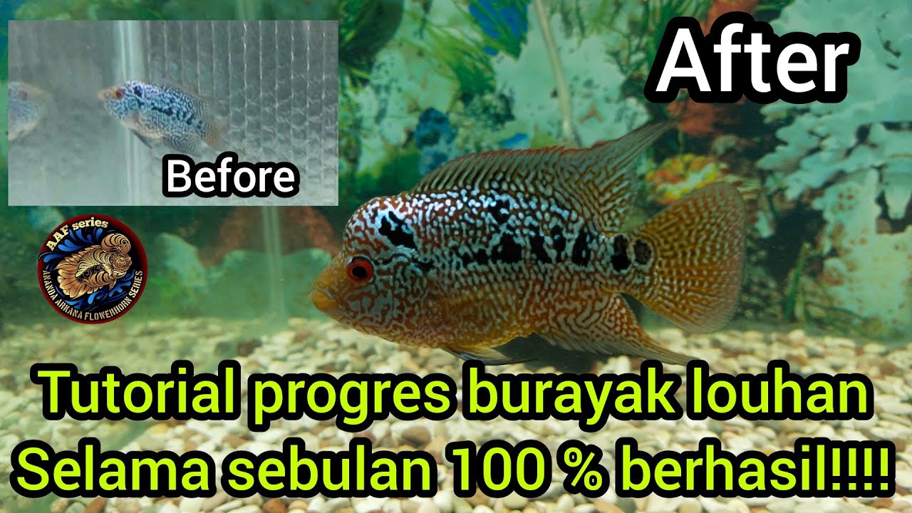 Tutorial Progres Burayak Louhan selama sebulan 100 % berhasil #cencuindonesia #cencu #louhan