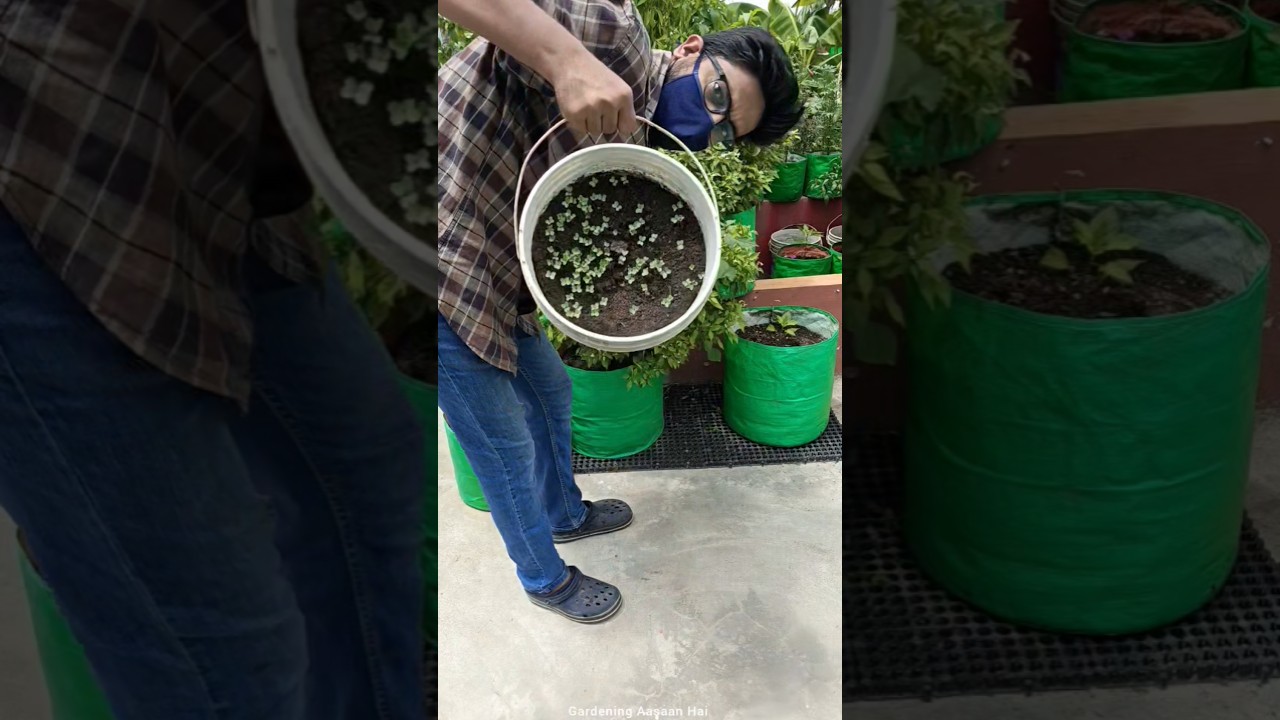 😲Seed germination in just 3 days || Best way to grow seeds for winter gardening