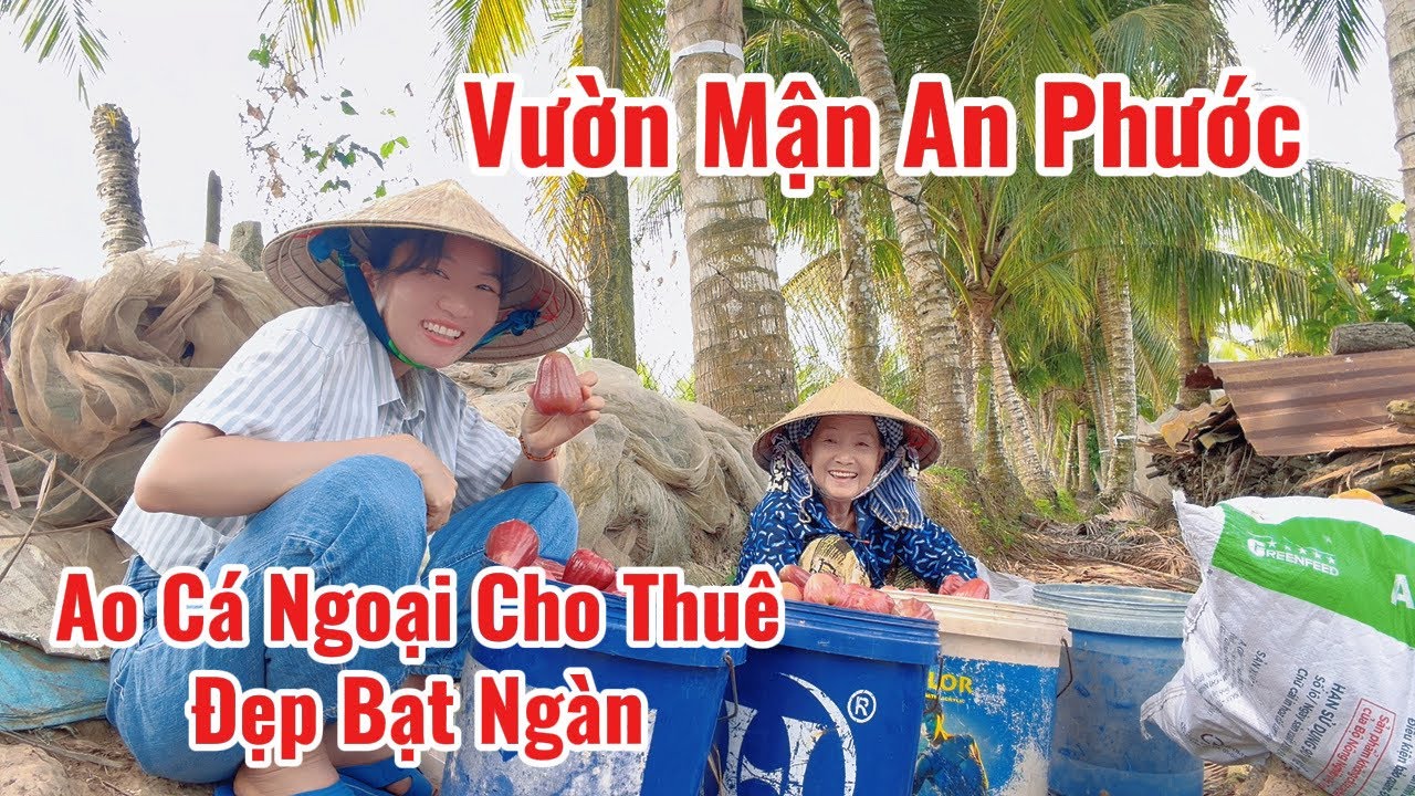 Đi Ruộng Phụ Ngoại Hái Mận An Phước Mai Ra Thành Phố Tân Gia Nhà Cậu 5