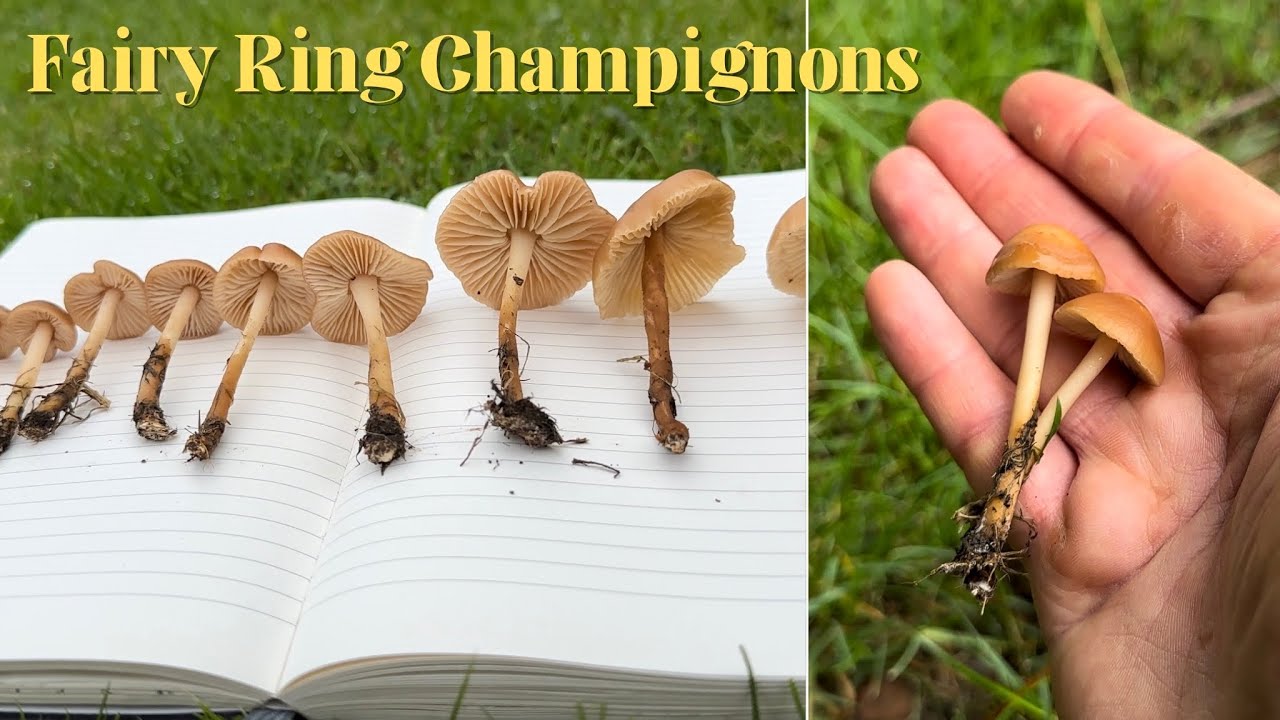 Определение диких грибов: шампиньоны кольчатые (Marasmius oreades)