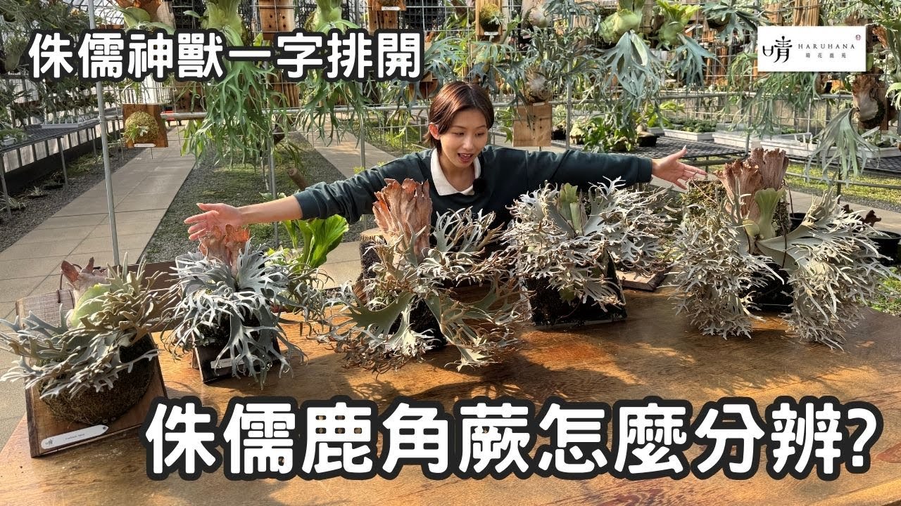 【晴花鹿苑-進階鹿角蕨篇】經典神獸排排站 侏儒 #鹿角蕨 怎麼分? Legendary Dwarf #staghornfern Collection  #ビカクシダ #platycerium