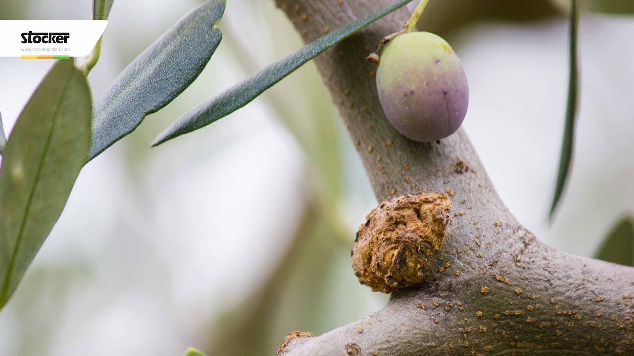 Olivo: principali malattie - potatura dell'olivo - 8° parte