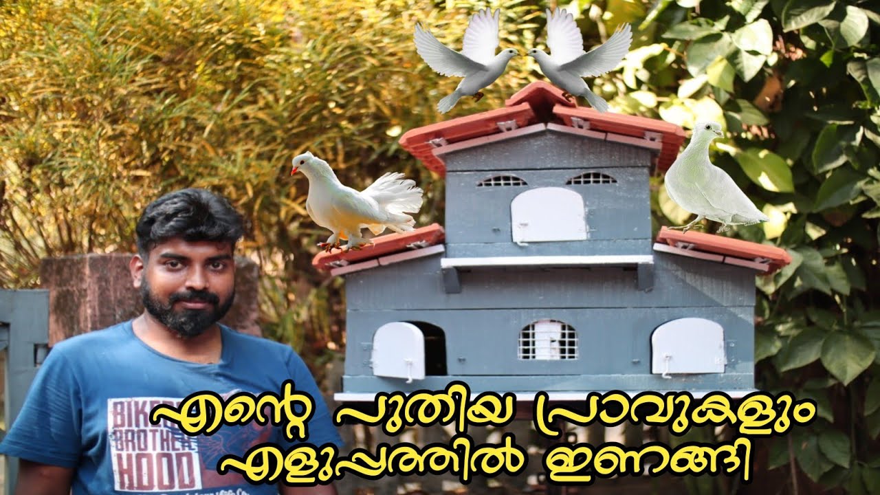 ആദ്യമായി പ്രാവിനെ വാങ്ങുന്നവർ ശ്രദ്ധിക്കേണ്ട കാര്യങ്ങൾ. Buying New Pigeon  #Pegion #Pravu