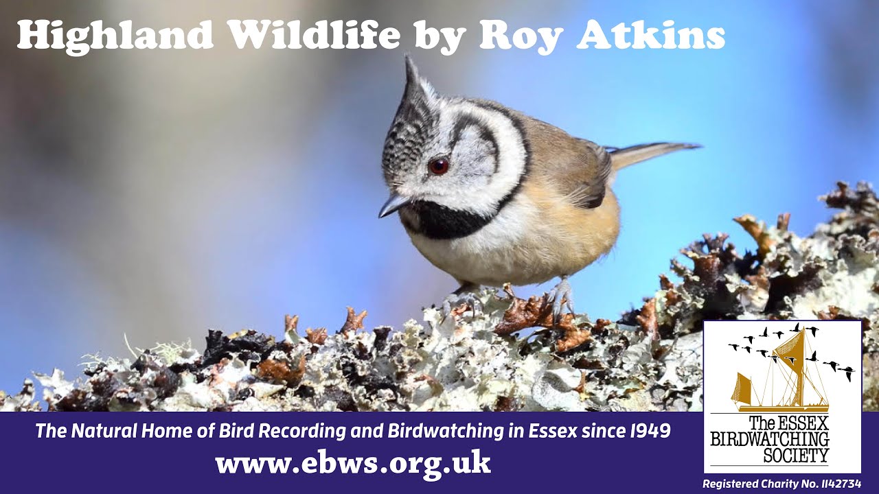 Highland Wildlife with Roy Atkins (8/1/21)