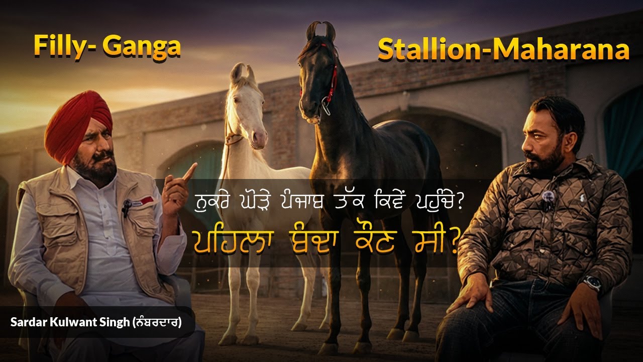 ਨੁਕਰੇ ਘੋੜੇ ਪੰਜਾਬ ‘ਚ ਸਭ ਤੋਂ ਪਹਿਲਾਂ ਕੌਣ ਲੈ ਕੇ ਆਇਆ? Stallion Maharana | Punjab Breed