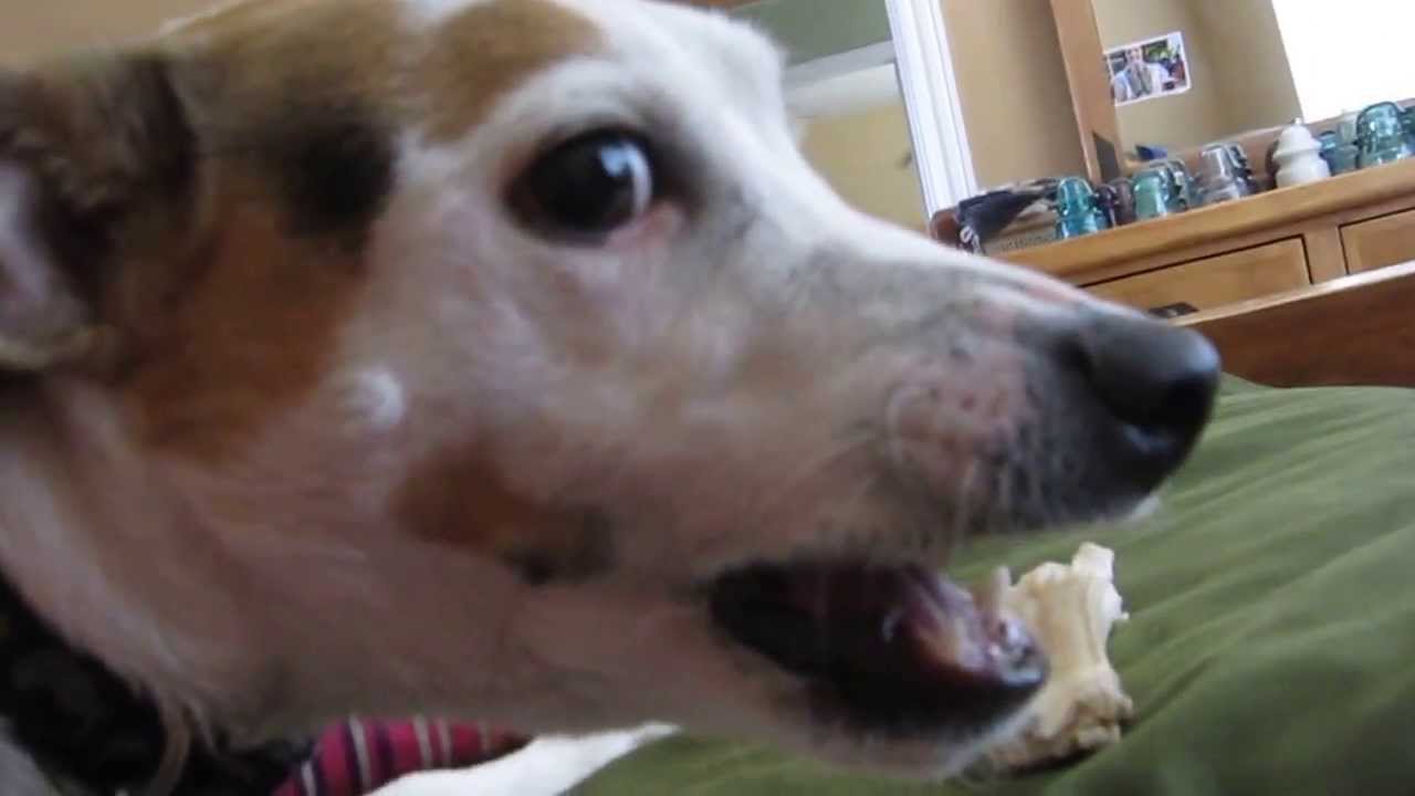 Angry Jack Russell Terrier!