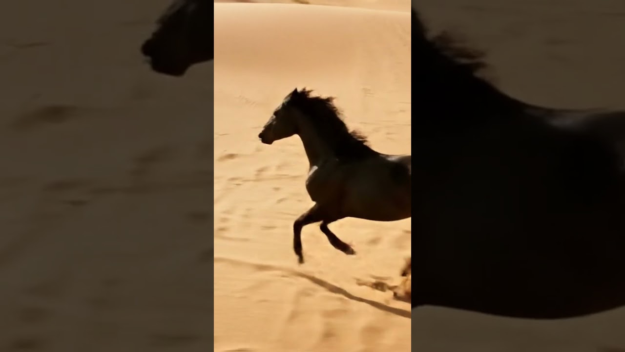 Arabian Stallion Galloping Through Desert | Majestic Horse in Cinematic 4K