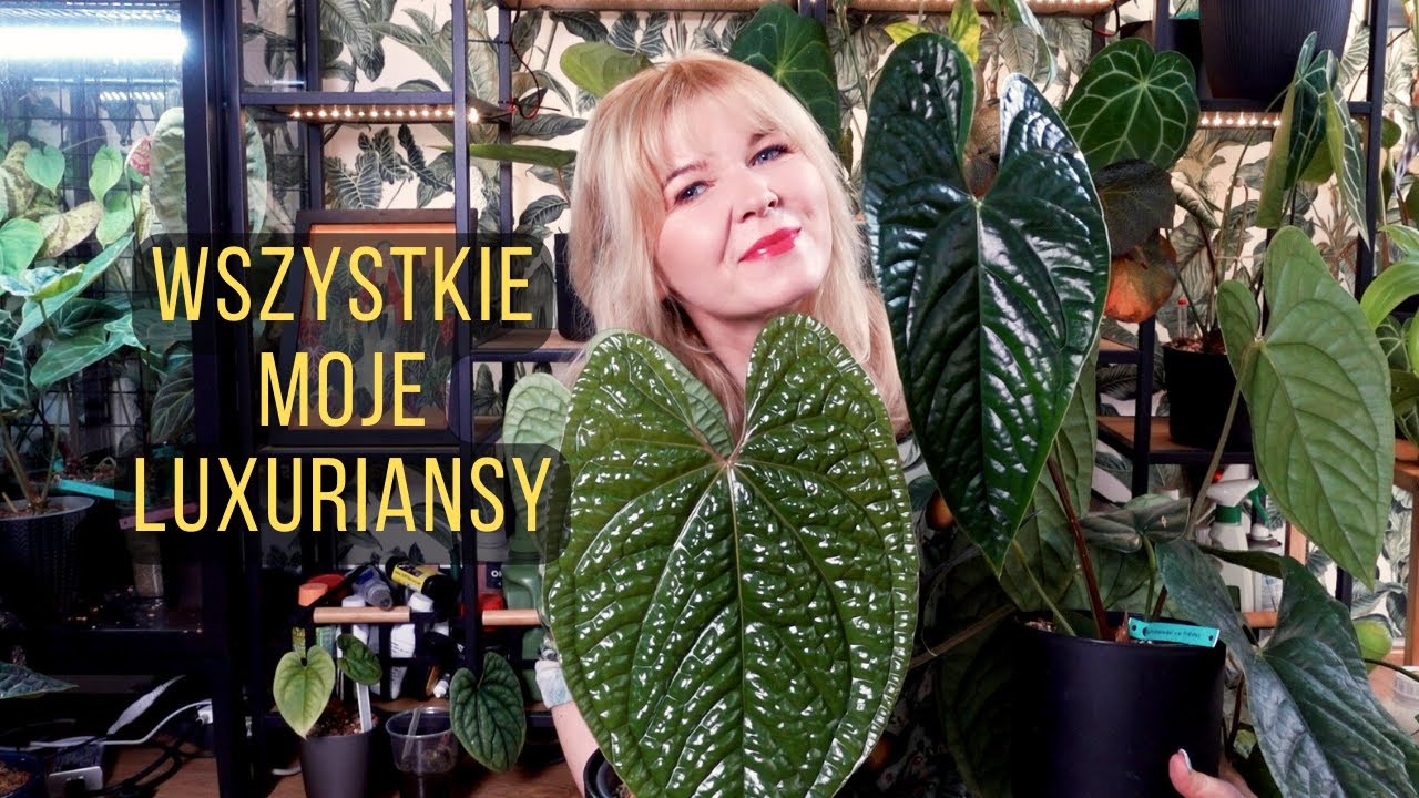 Anthurium luxurians - idealny dla początkujących. Wszystkie moje luxuriansy 🖤