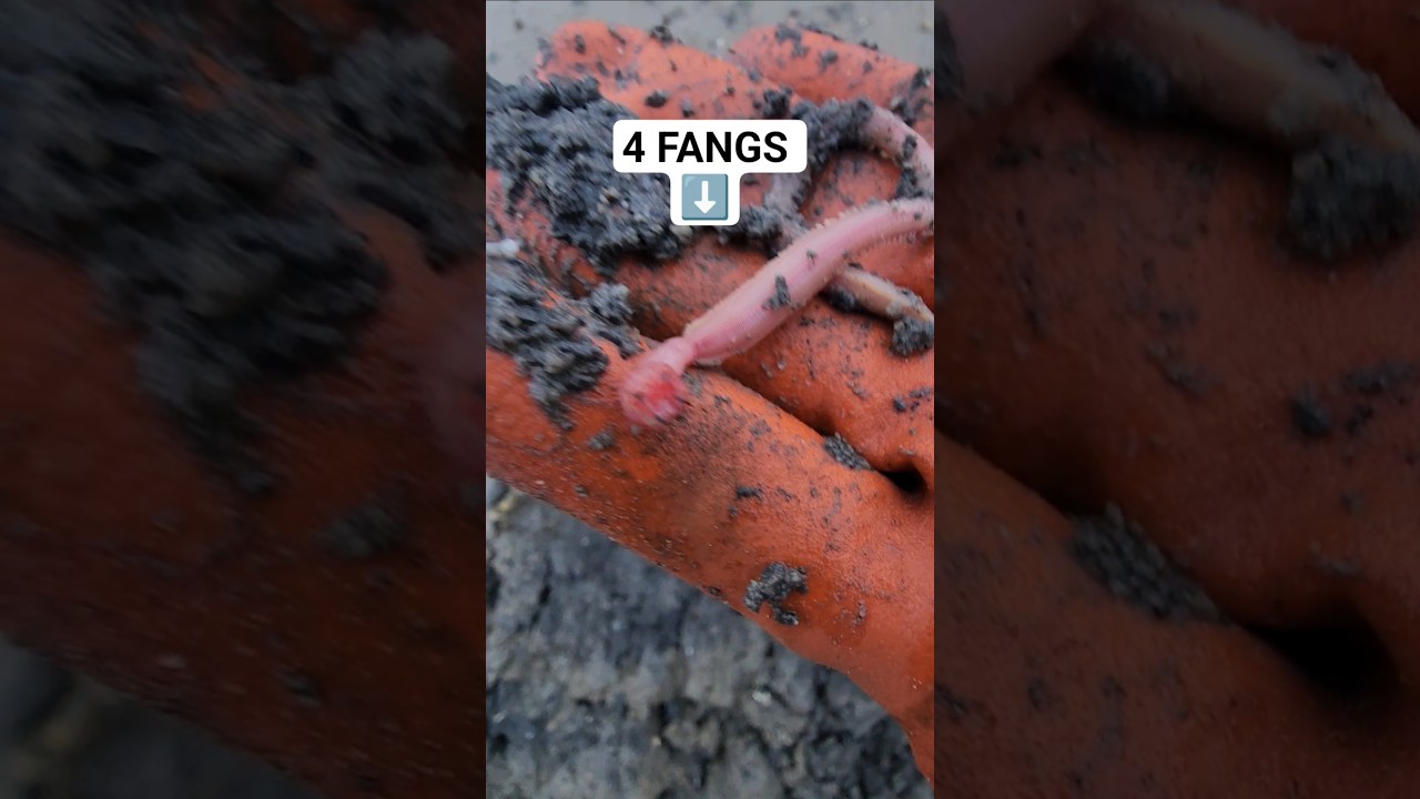 Bloodworms ⭐️ GREAT saltwater BAIT 🪱 