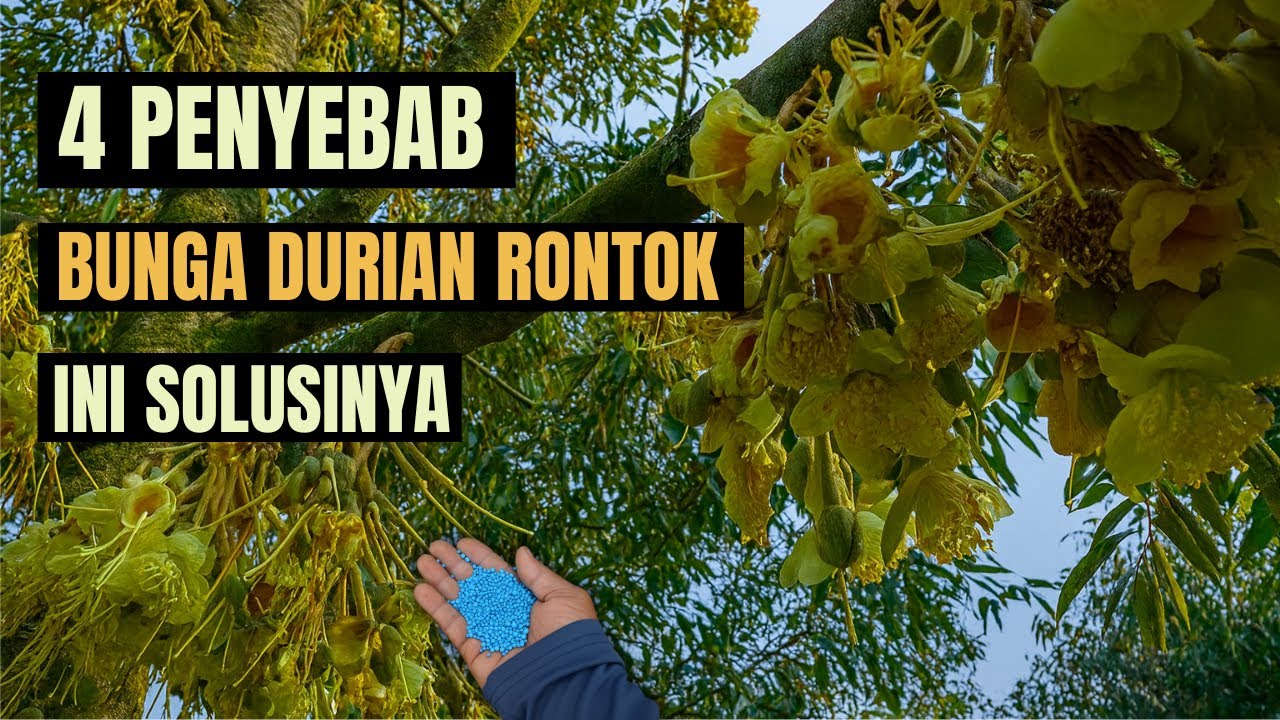 4 PENYEBAB BUNGA DURIAN RONTOK DAN CARA MENGATASINYA