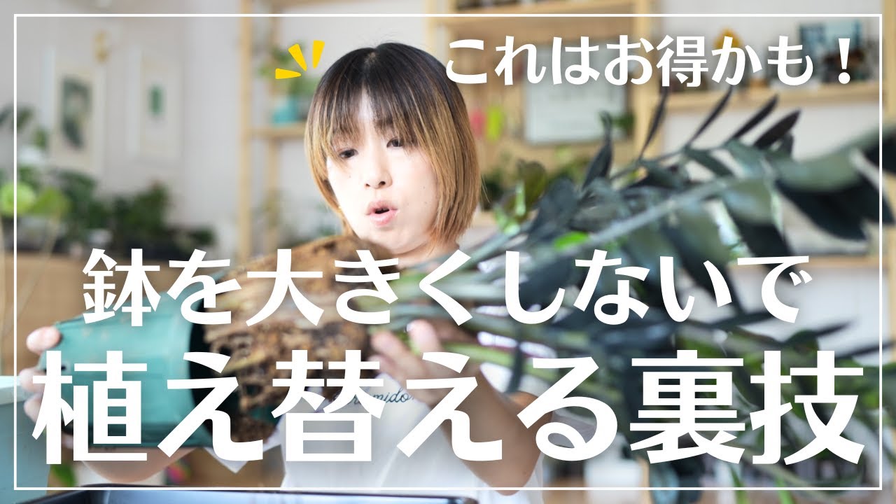 【鉢を大きくしないで植え替えする】株分けで一石二鳥なワケ#観葉植物