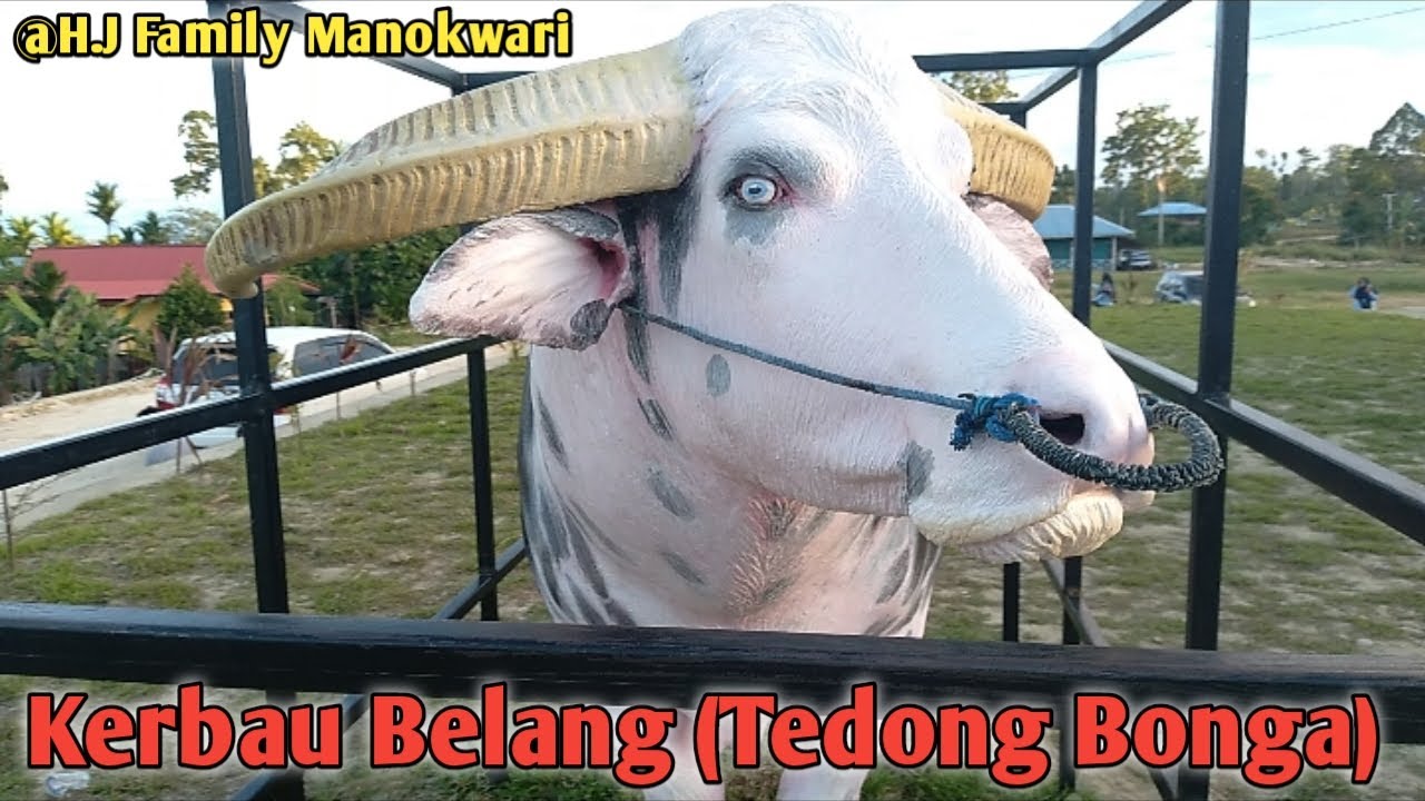 Kerbau Belang ( Tedong  Bonga) #8