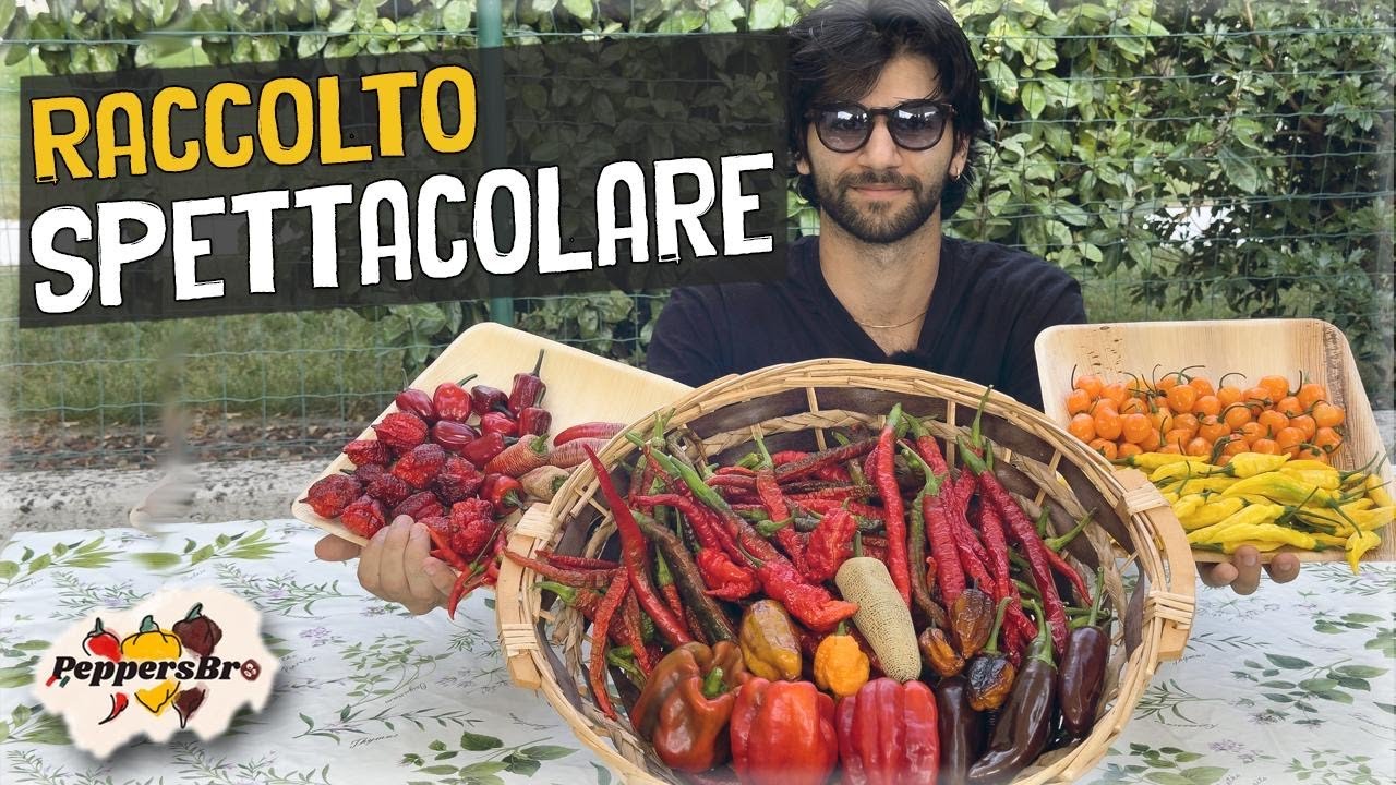 Finalmente il primo RACCOLTO di PEPERONCINI!🌶🤩