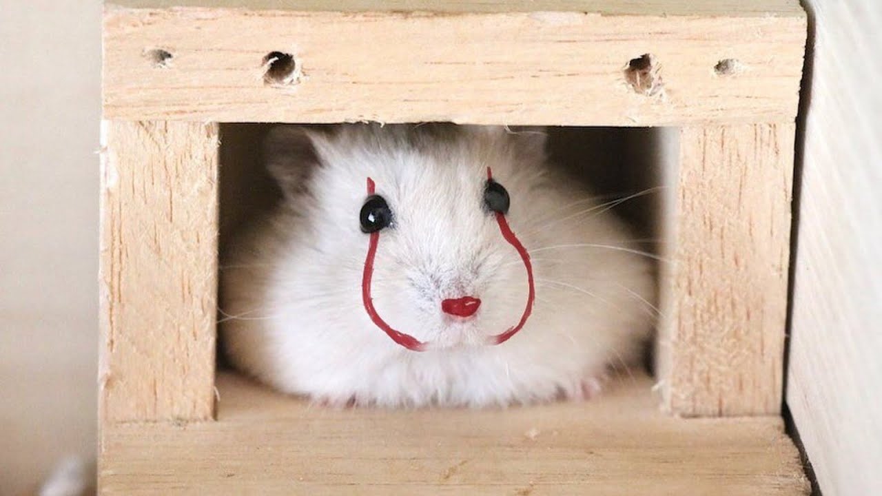Funny Hamsters Videos | Funny and Cute Moment of the Animals
