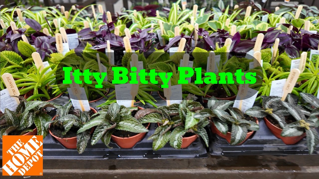 New at Home Depot: $3.98 Small Plants, Pricing Confusion, and Proven Winners