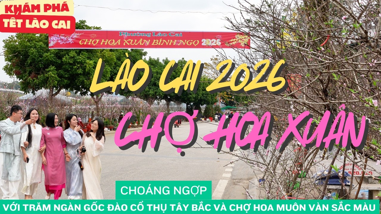 KHÁM PHÁ TẾT LÀO CAI 2026 .CHỢ HAO XUÂN LÀO CAI  NGẬP TRÀN TRONG SẮC HỒNG CỦA ĐÀO CỔ THỤ
