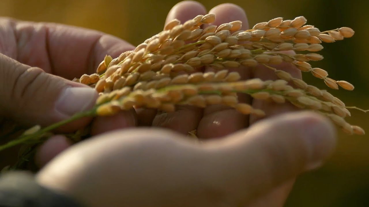 LIVE: Explore smart rice-processing factory in Heilongjiang, China's 