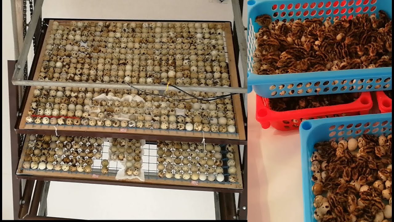 Some steps to make large Egg Incubator at home (3000 Eggs capacity)