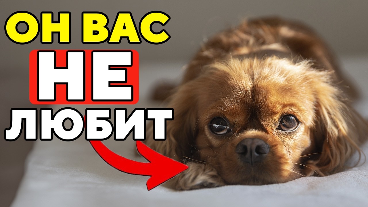 17 Признаков, Что Собака Вас НЕНАВИДИТ (или просто терпит)
