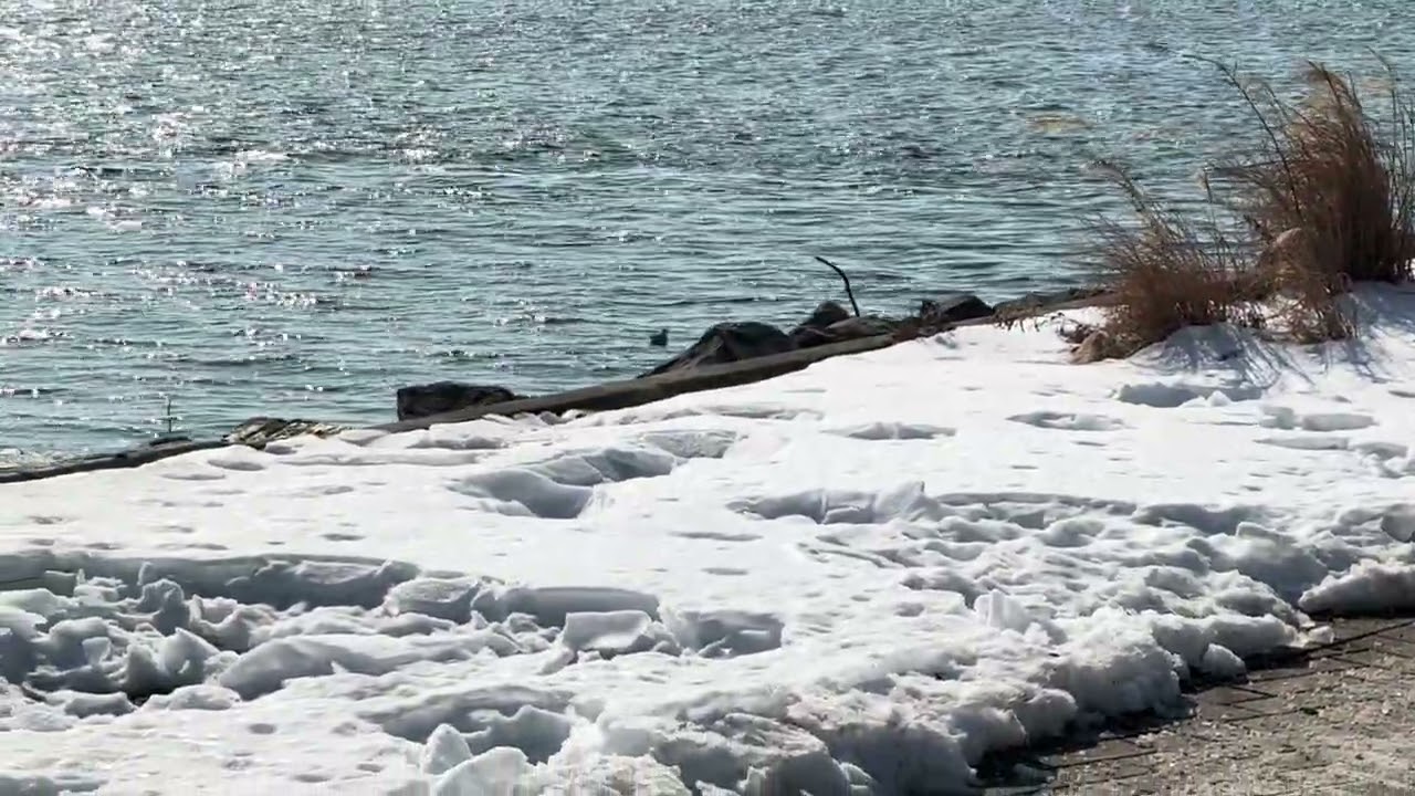New York City Snowflakes #Cold #freezing nyc #viralvideo 