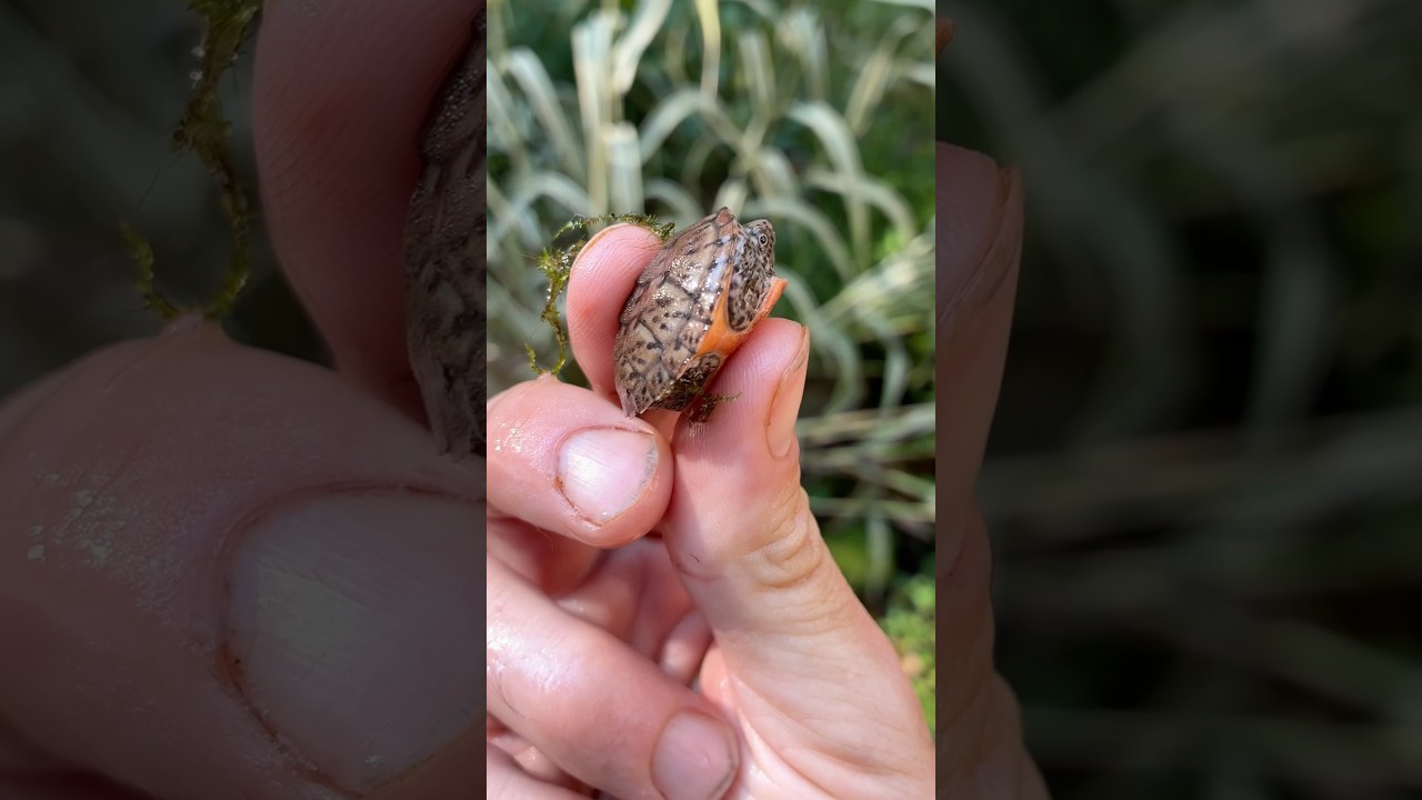 I Found a TINY BABY TURTLE! #turtles #animals #babyanimals