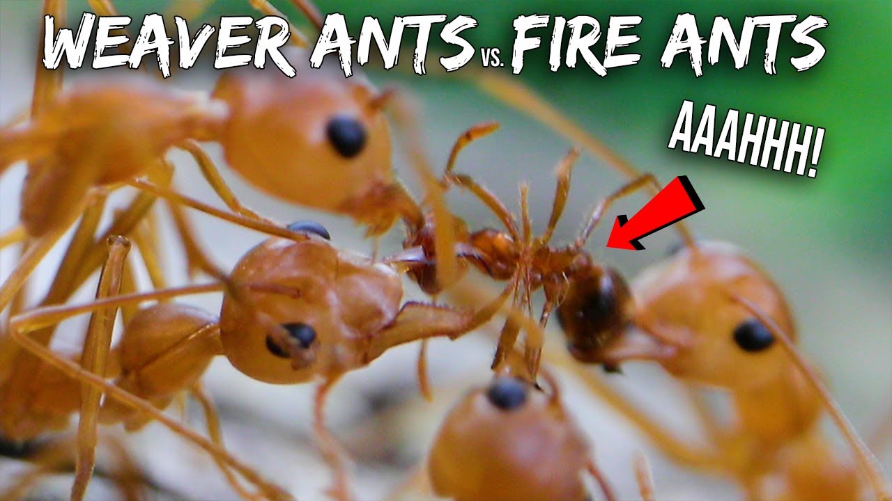 Ant War: Weaver Ants vs. Fire Ants