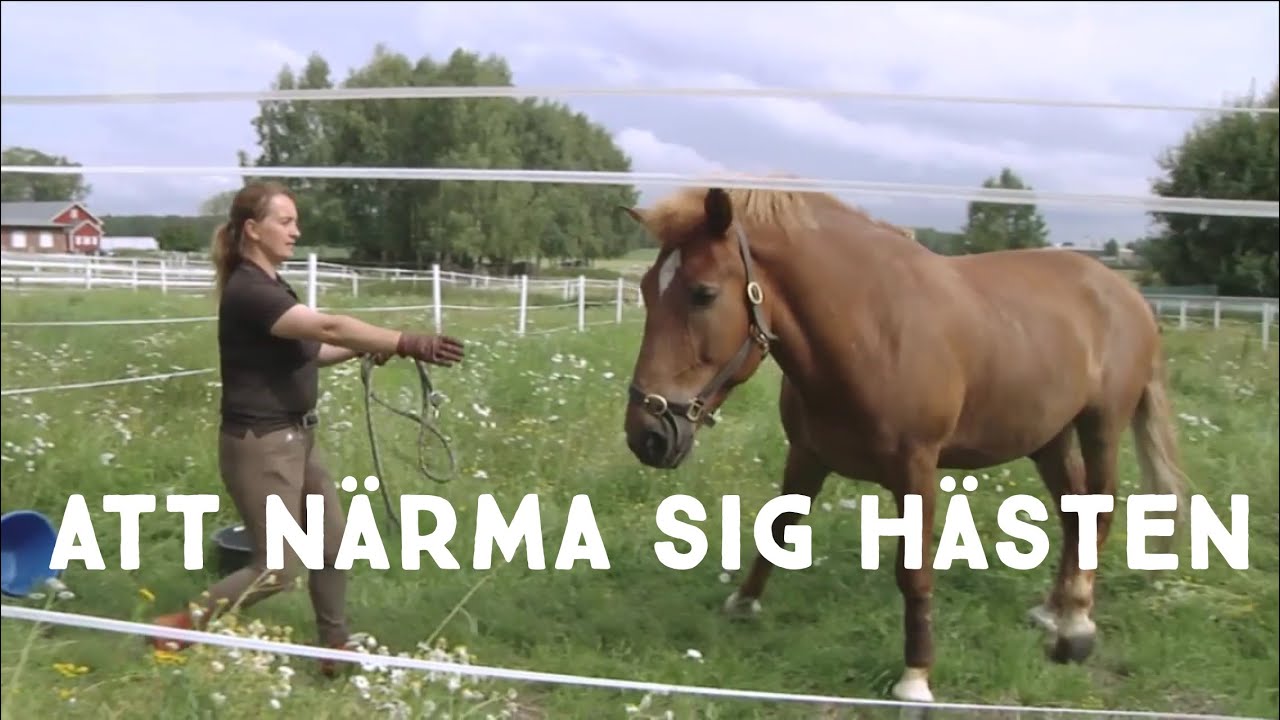 Hajbo testar ridning 1: Att närma sig en häst