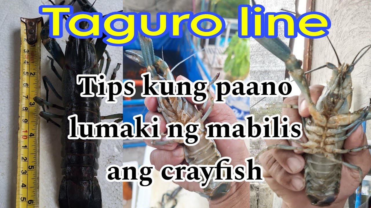 Tips sa mabilis na pag lake ng crayfish | crayfish farming (tagalog)