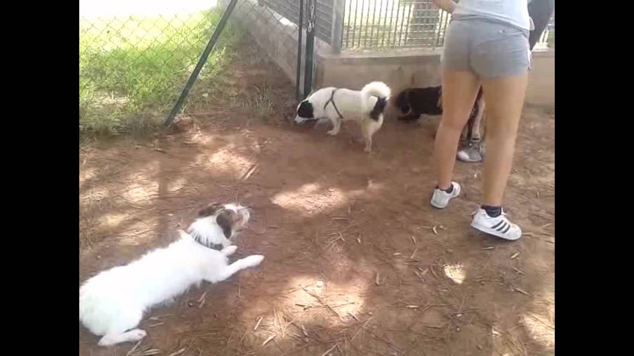 MODEPRAN PATERNA - PERROS TAMAÑO MINI - GOLFO, WHITE, MERLIN, AXE, CHISPA, BRANDON Y DOMINIQUE.wmv