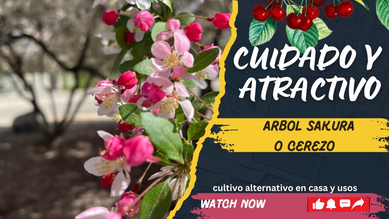 CUIDADO Y ATRACTIVO PARA TENER UN CEREZO, SAKURA O CEREZO JAPONES.