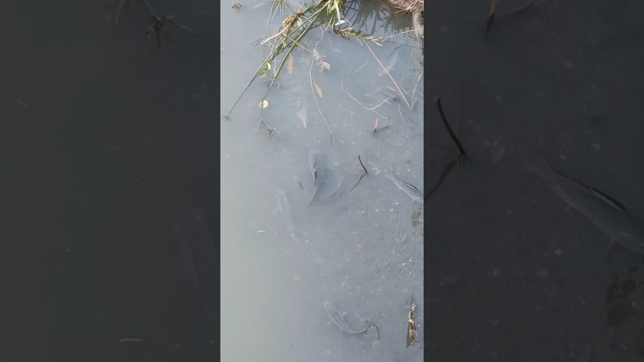 DIFFERENT FISH IN THE BRIDGE WOW 