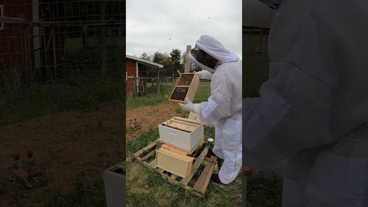 First time beekeeper. I want to thank David Burns 