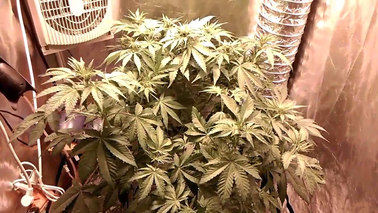 Purple Bud 3