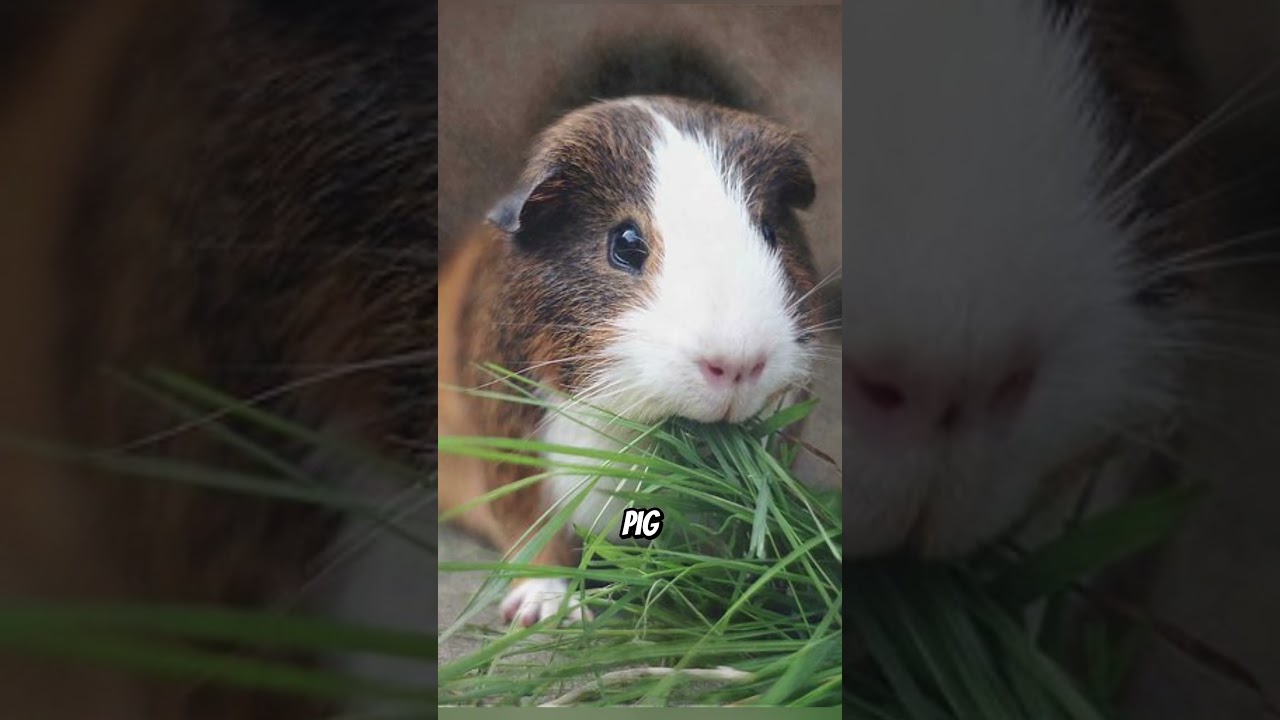 These animals react faster than lightning &mdash; the last one is insane 😨
